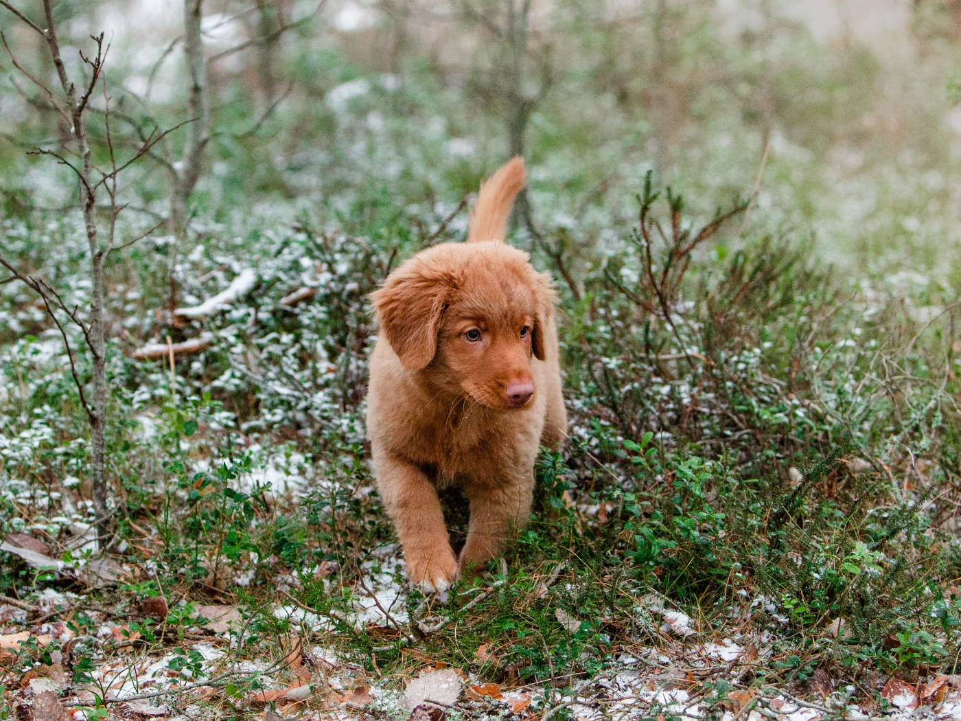 Маленький щенок новошотландский ретривер идет по траве
