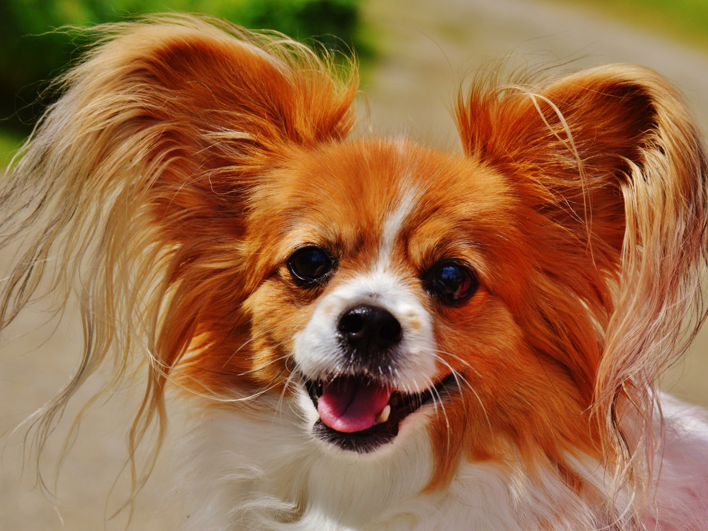 Собака папильон в пушистыми ушами