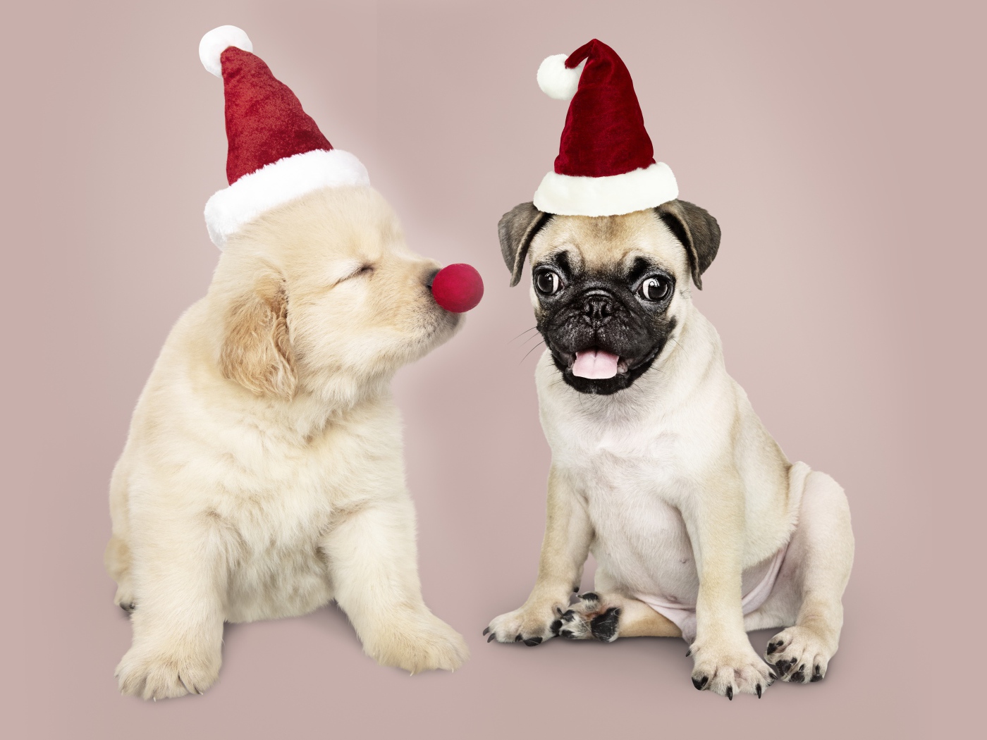 Щенок мопса и золотистого ретривера в красных колпаках