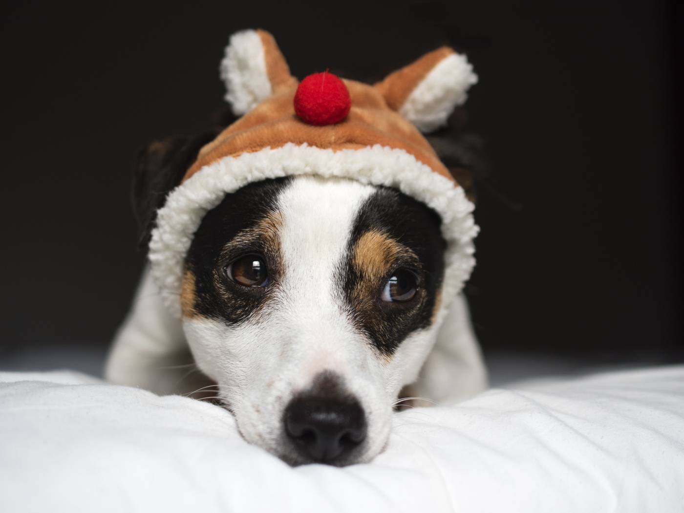 Грустный Джек рассел терьер в шапке 