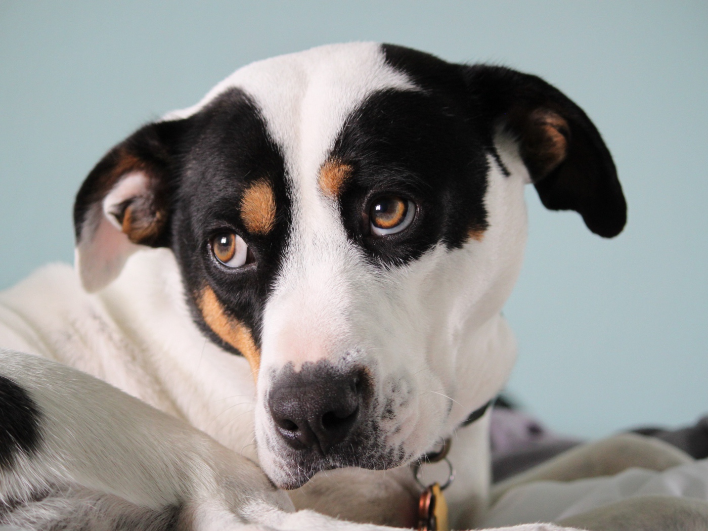 Грустный Джек рассел терьер лежит на кровати 