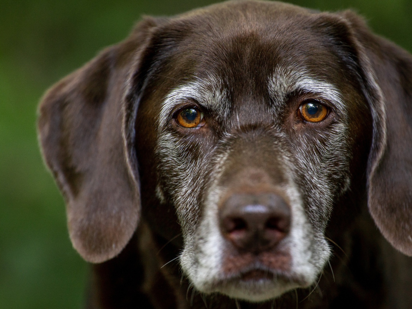 Грустные глаза старого лабрадора