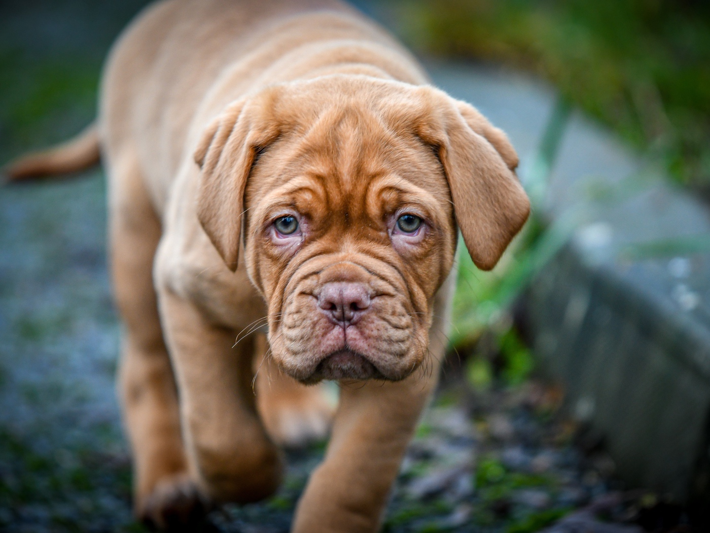Маленький коричневый щенок бордоского дога 