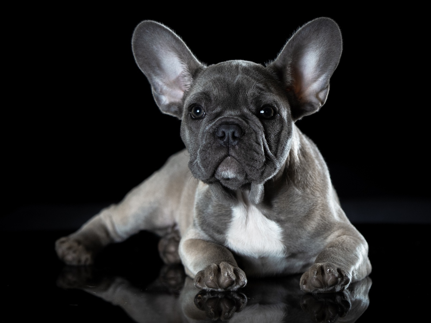 Маленький щенок французского бульдога с большими ушами на черном фоне