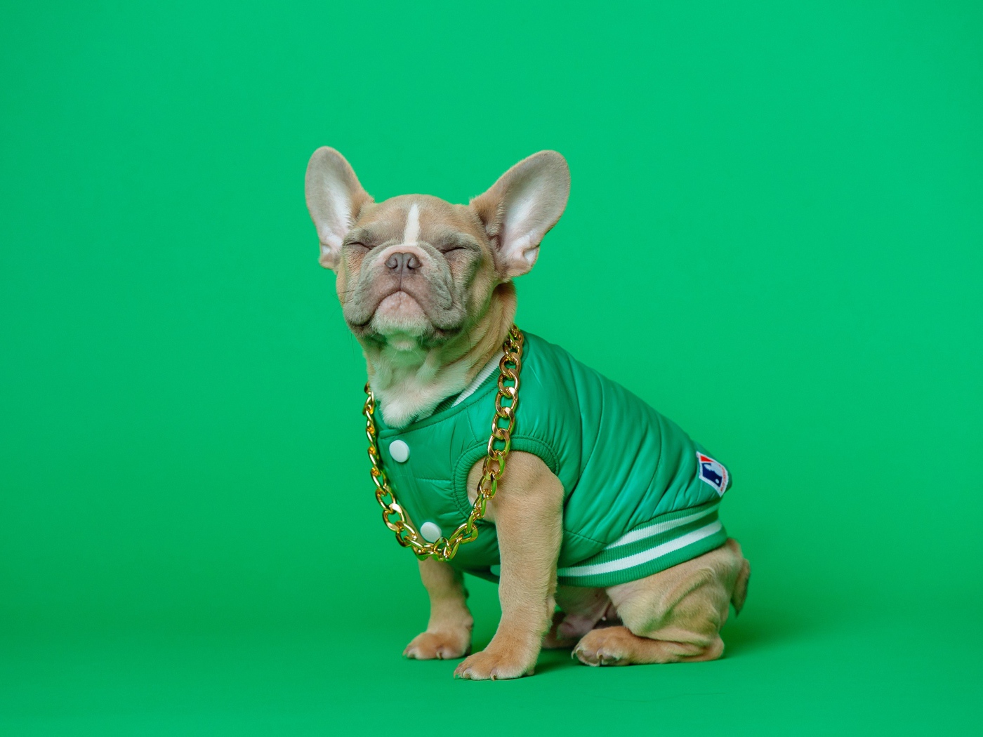 Улыбающийся французский бульдог на зеленом фоне