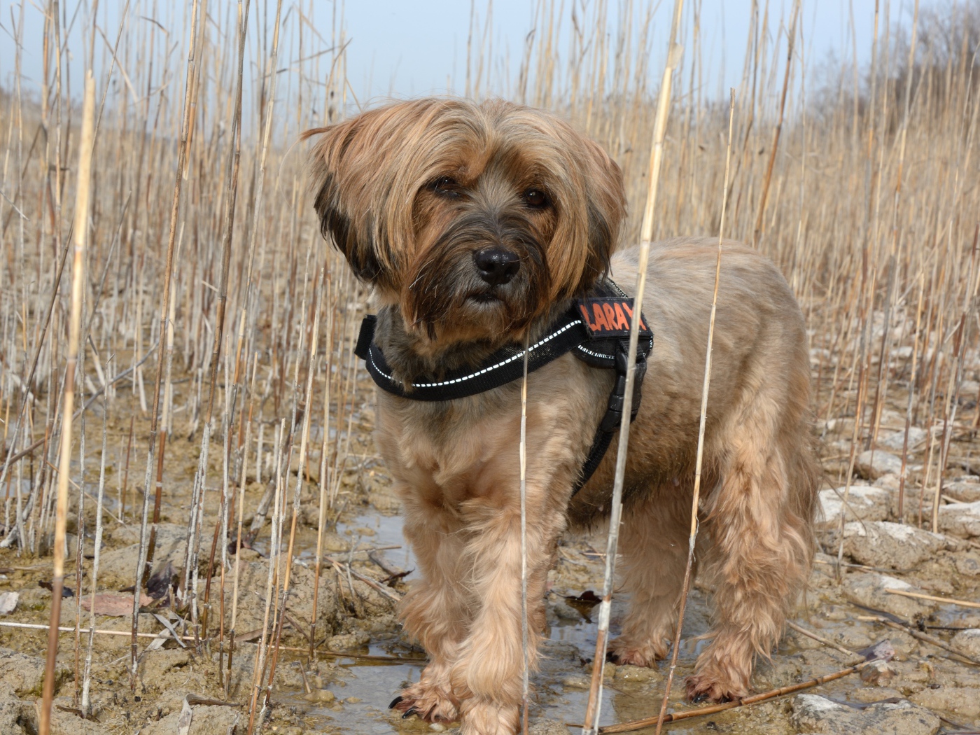 Тибетский терьер стоит в воде в камышах