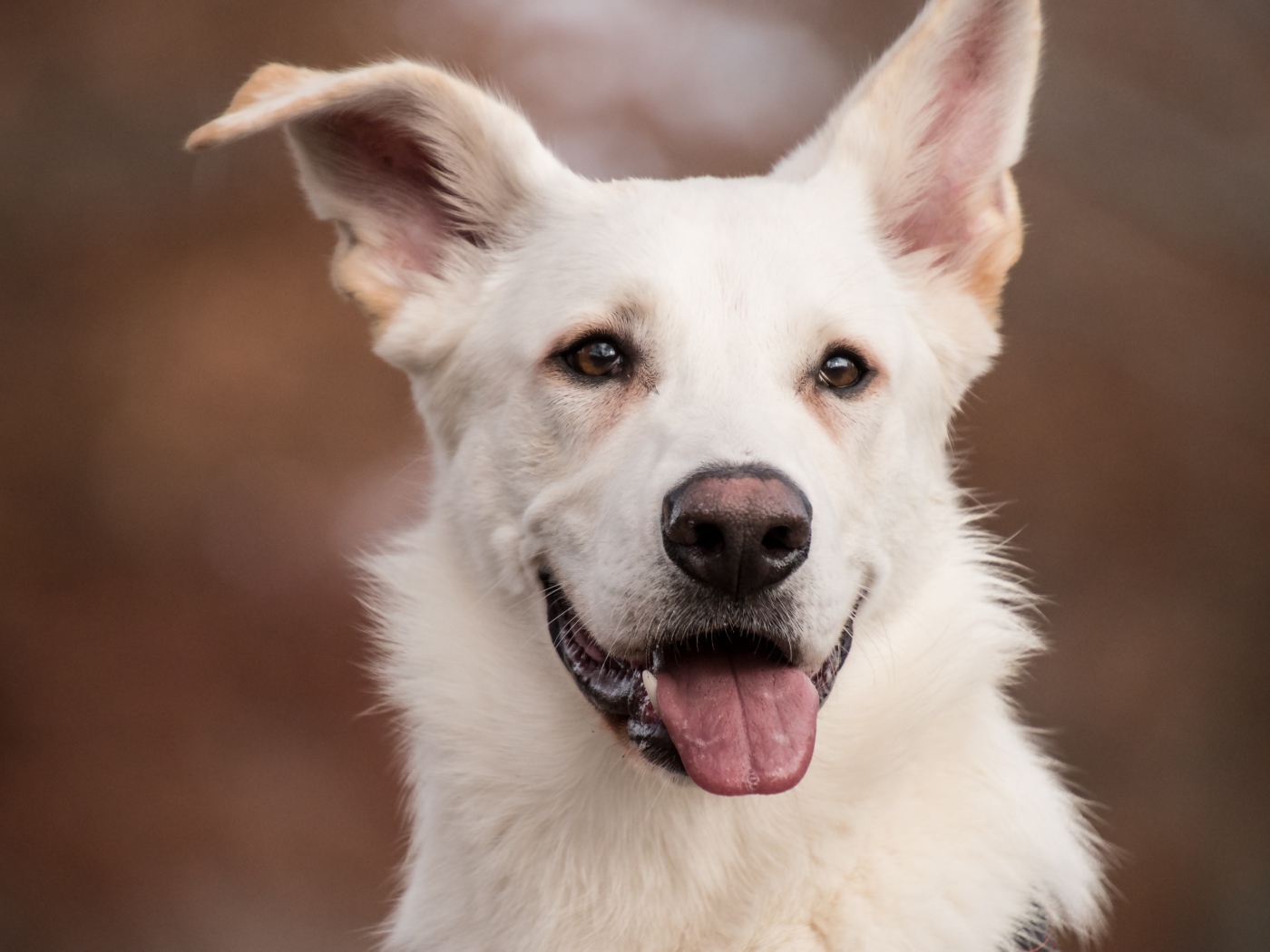 Белая овчарка с высунутым языком крупным планом