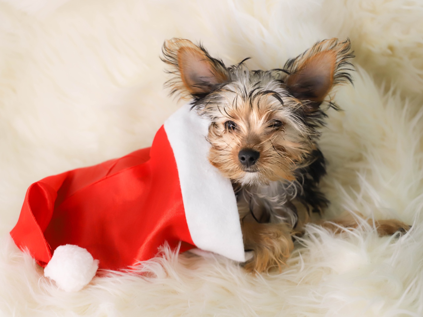 Собака породы йоркширский терьер в новогоднем колпаке 