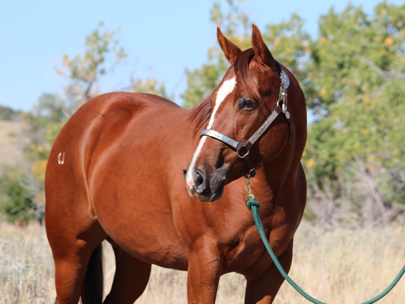 Большой коричневый конь на привязи