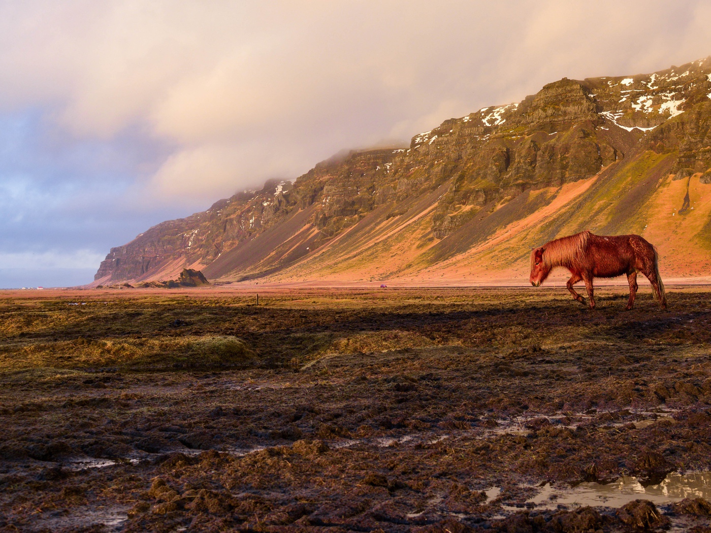 Коричневая лошадь пасется на фоне горы