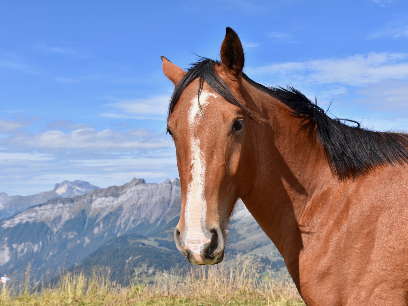 Коричневая лошадь на фоне голубого неба