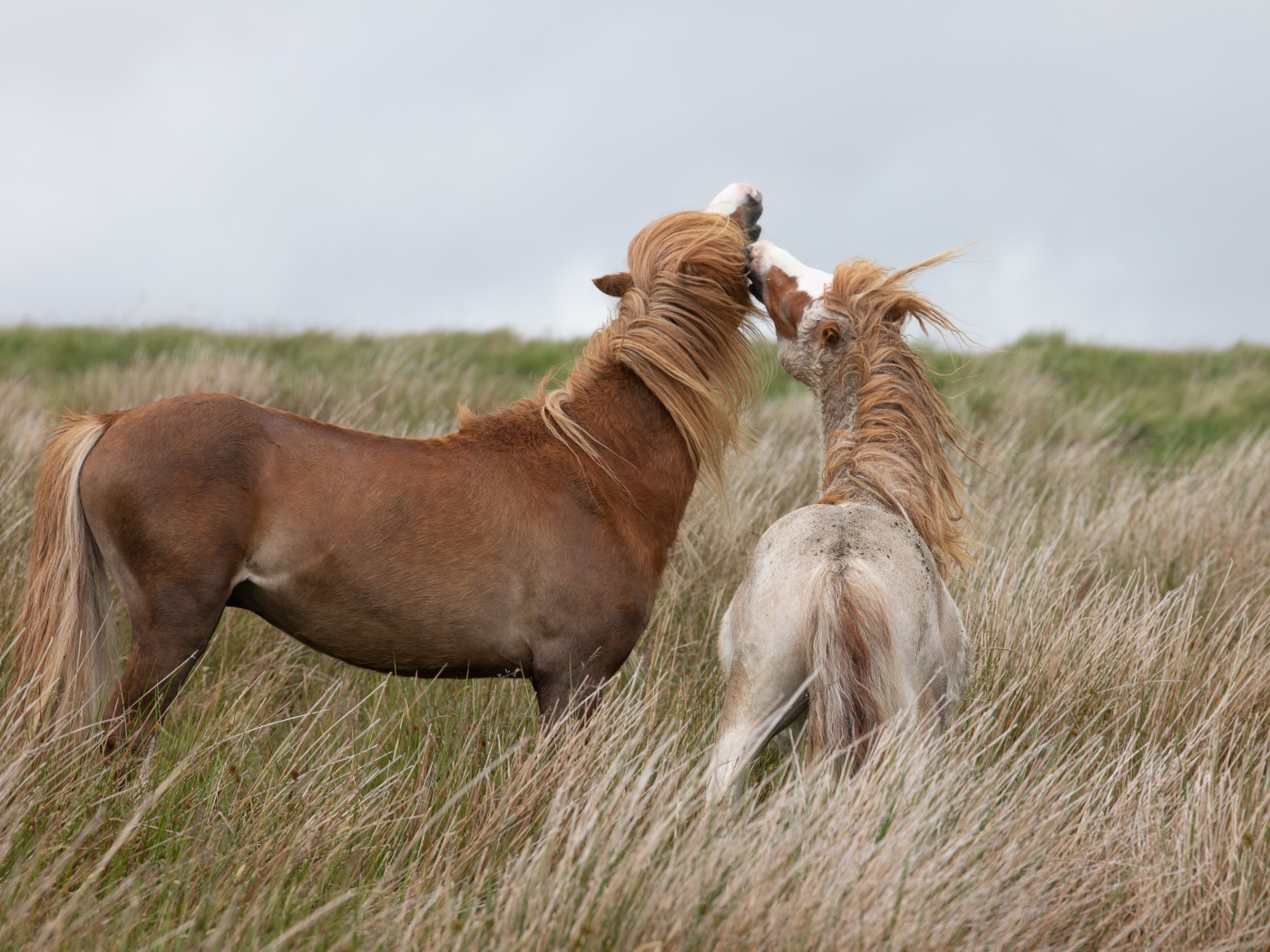Лошадь с жеребенком гуляют по траве