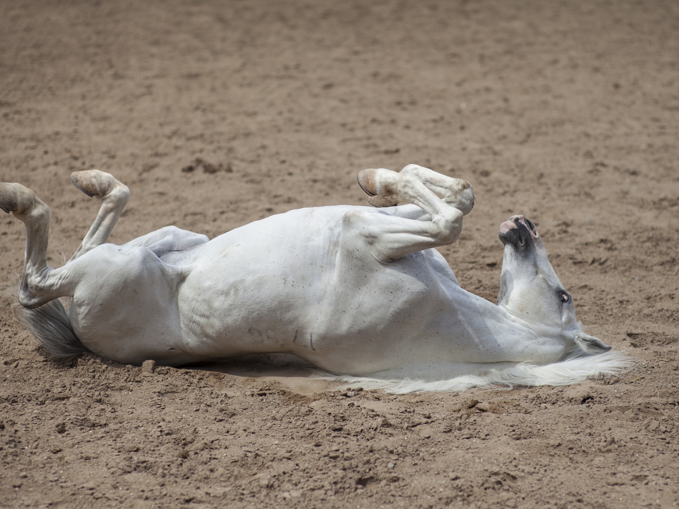 Белый конь лежит песке 