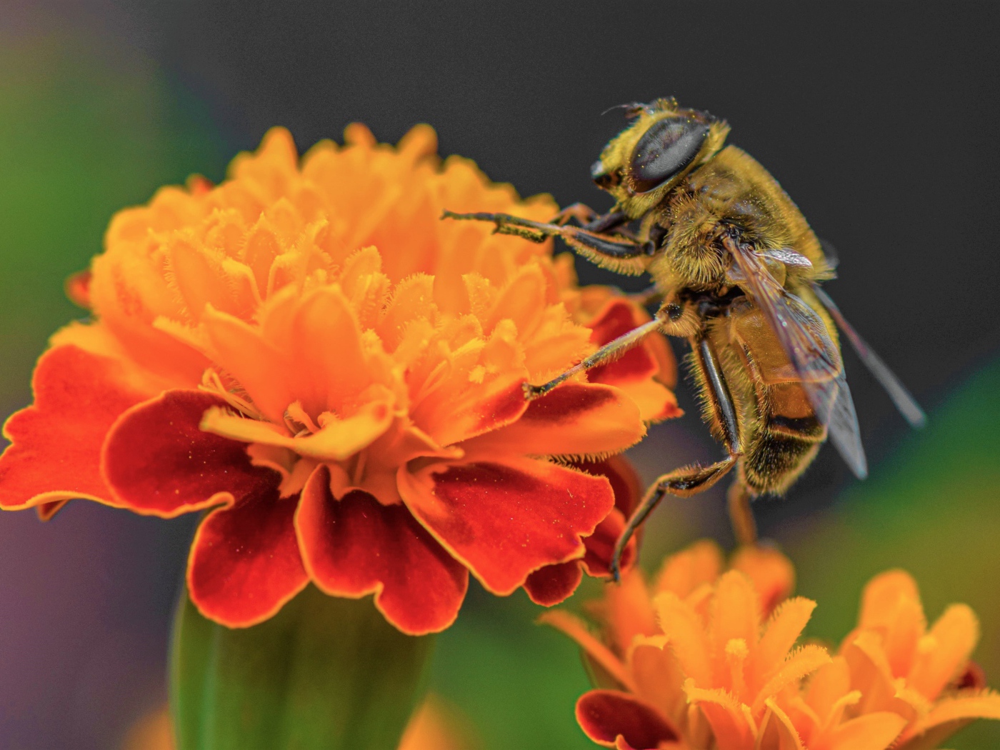Большая пчела сидит на цветке бархатца 