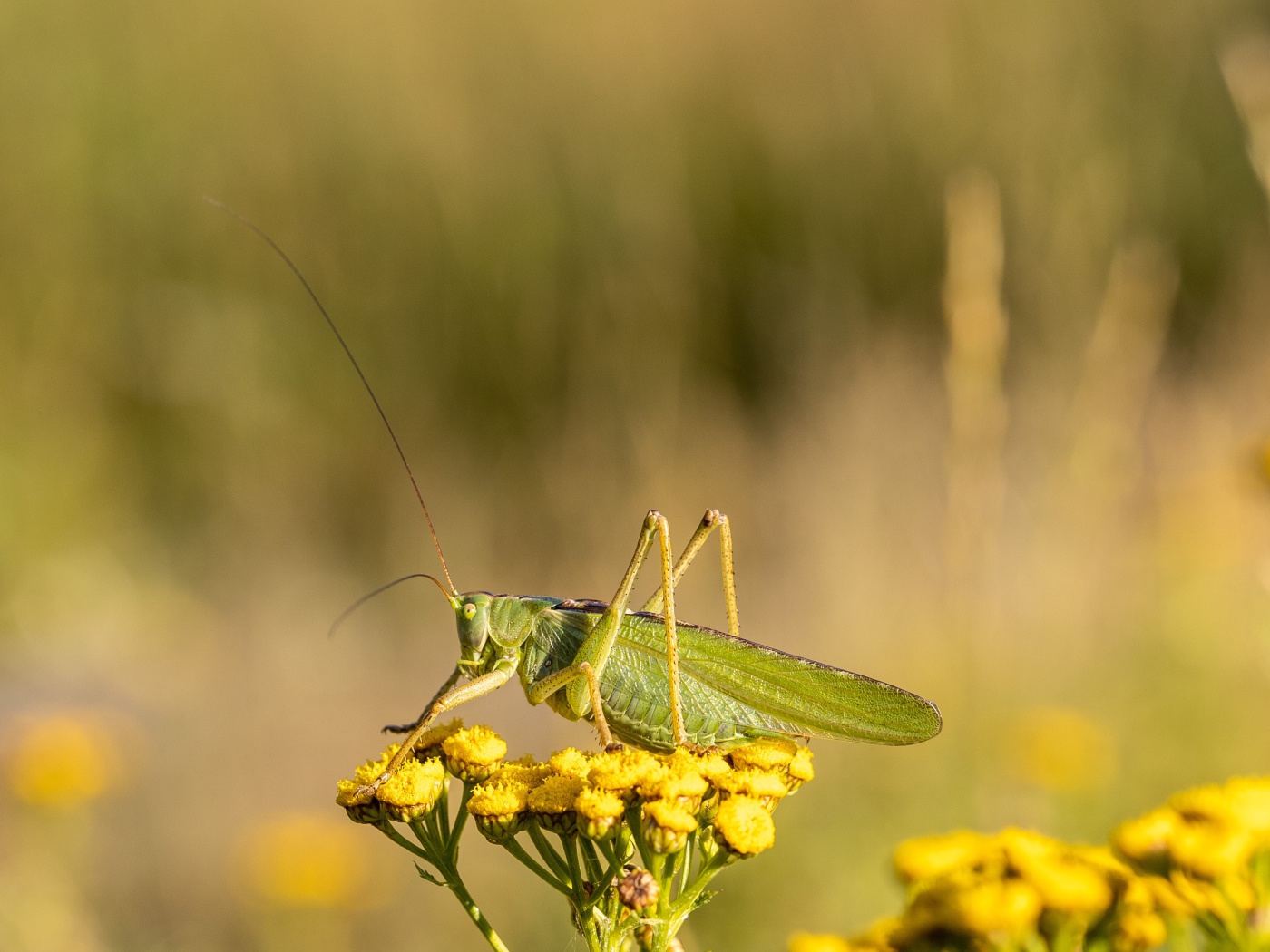 Большой зеленый кузнечик сидит на цветке пижмы