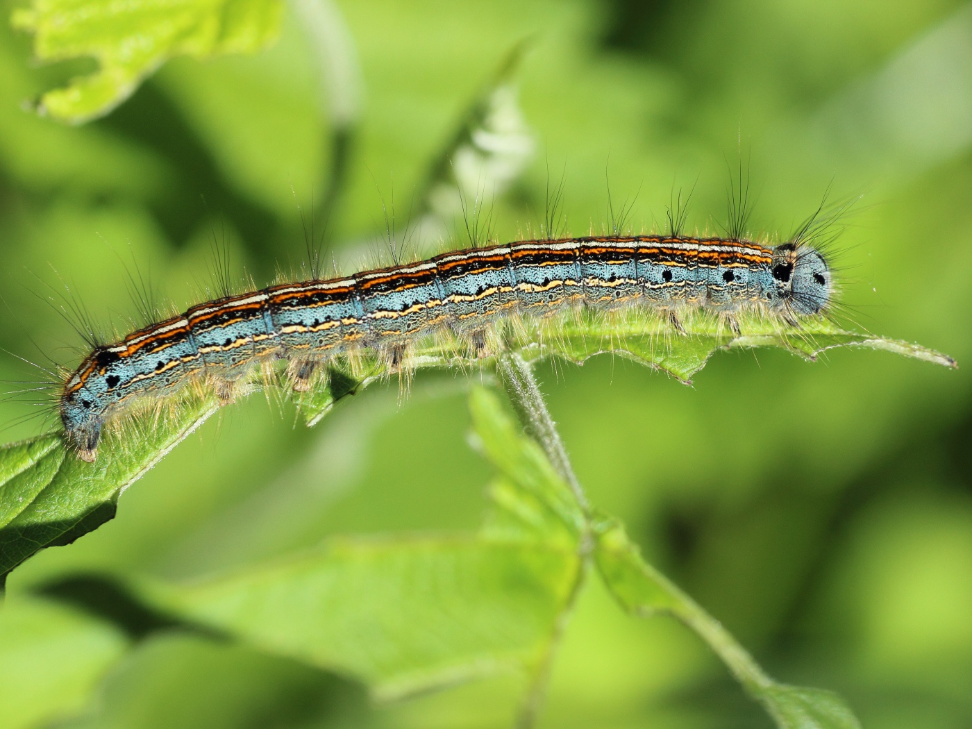 Красивая гусеница на зеленой ветке