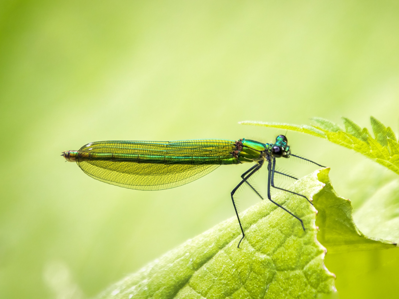 Красивая зеленая стрекоза на зеленом листе 