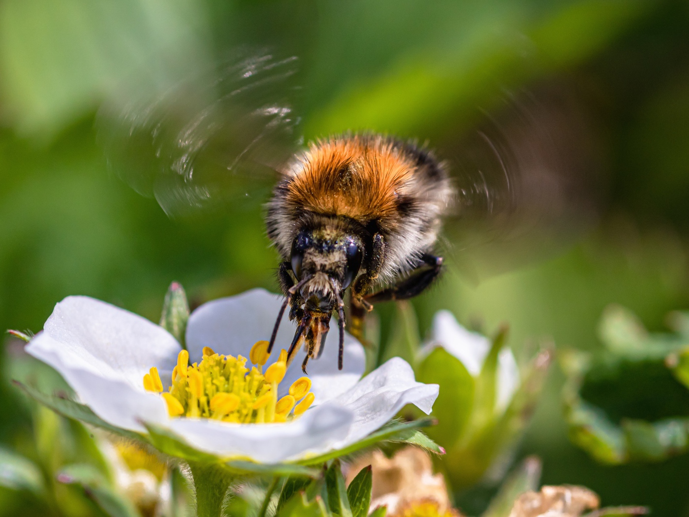Bee flying over white strawberry flower