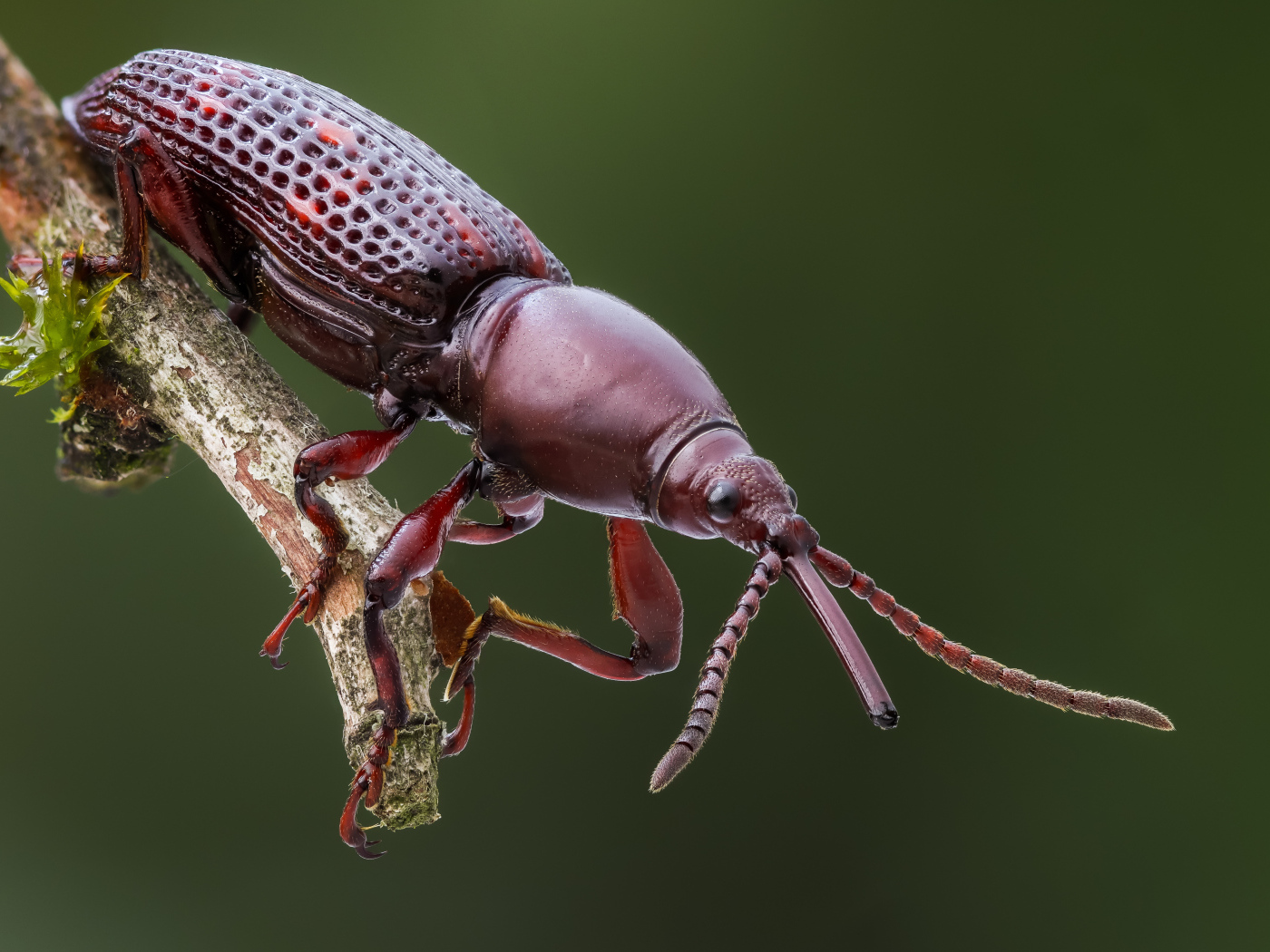 Большой коричневый жук сидит на ветке 