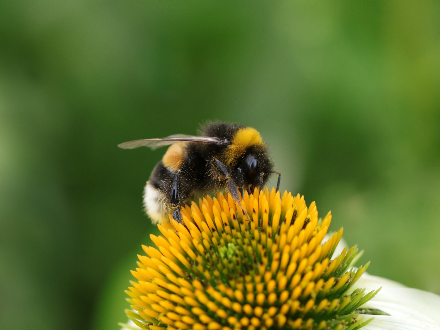 Большой шмель сидит на цветке ромашки 