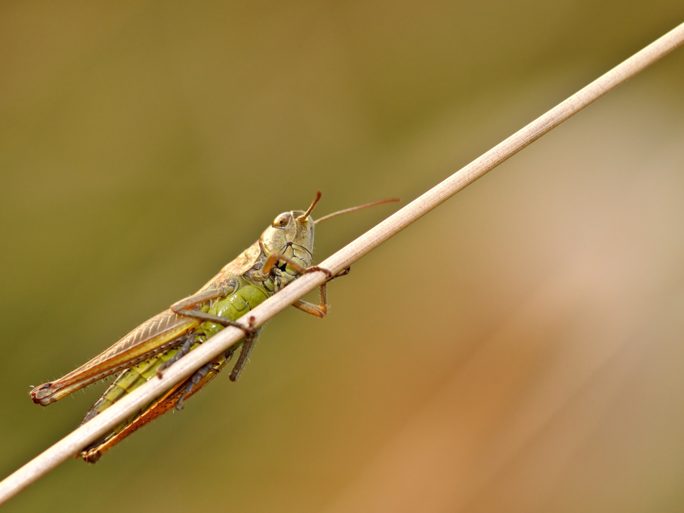 Большой зеленый кузнечик сидит на траве