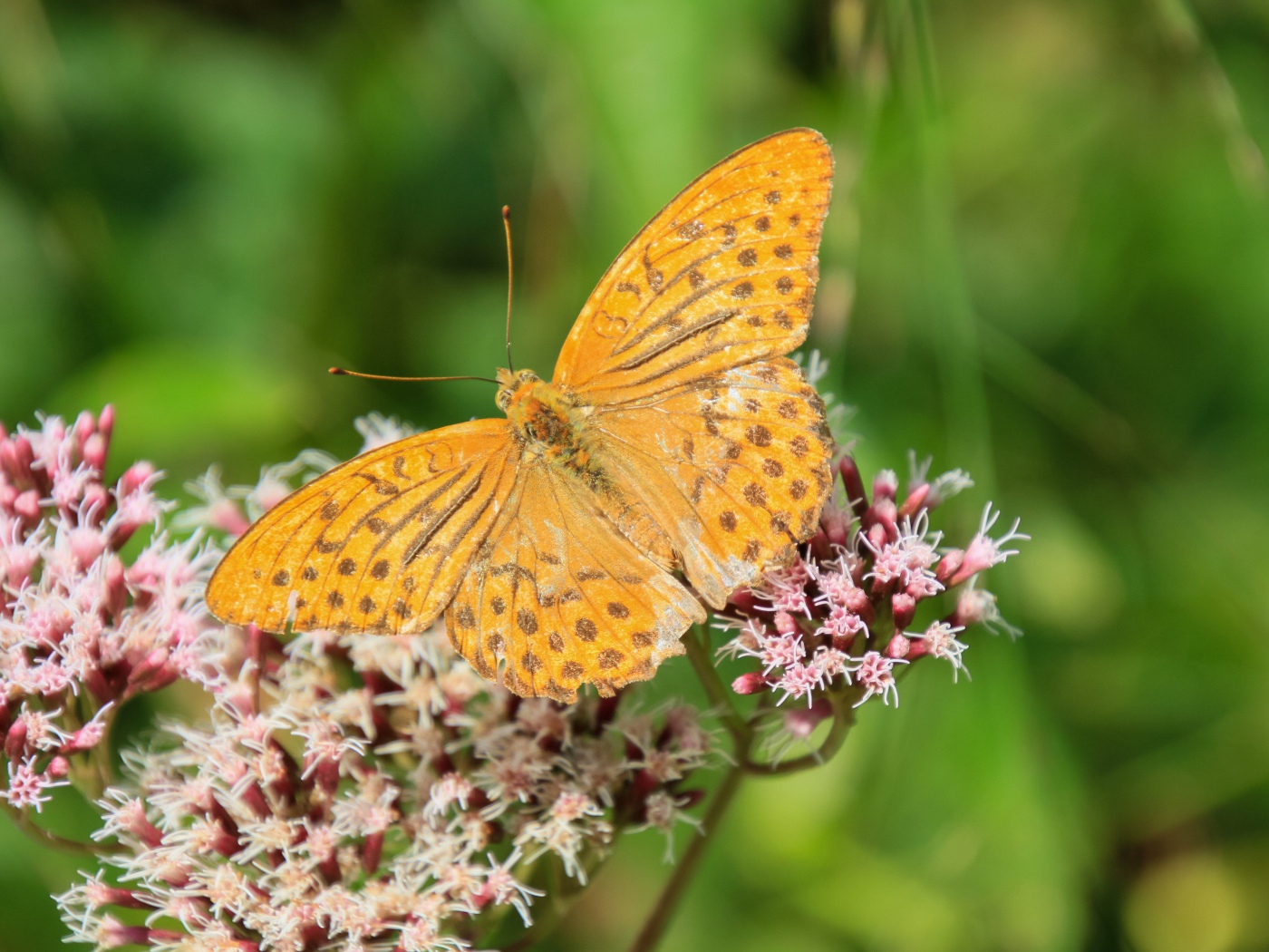 Коричневая бабочка на растении с маленькими розовыми цветами 