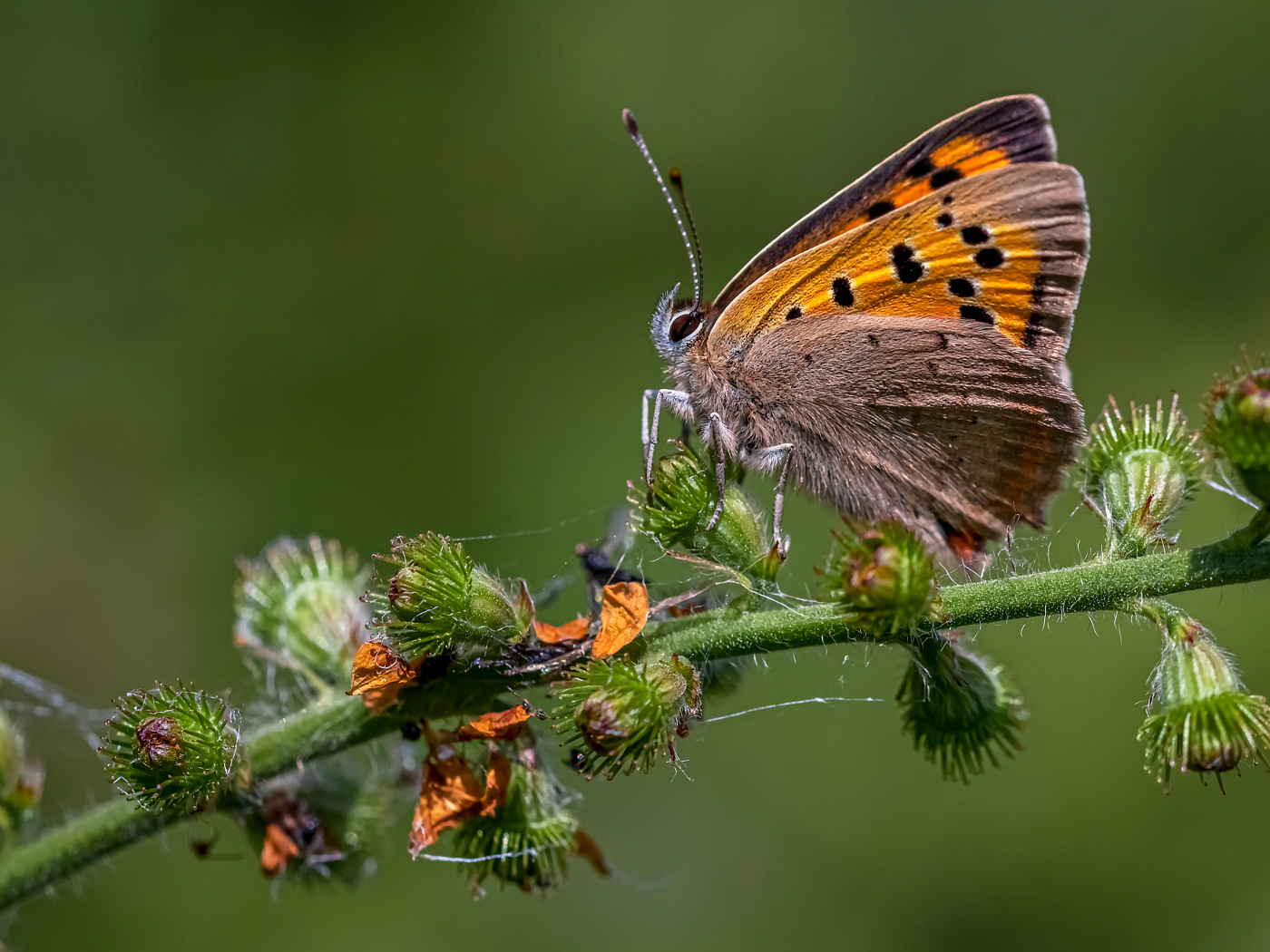 Коричневая бабочка сидит на колючем растении