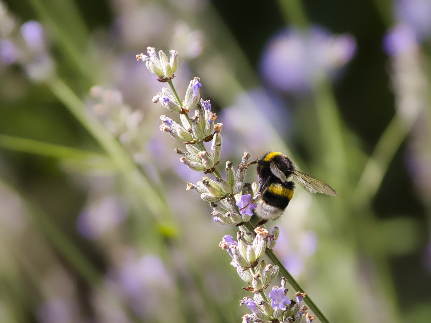 Шмель сидит на ветке лаванды