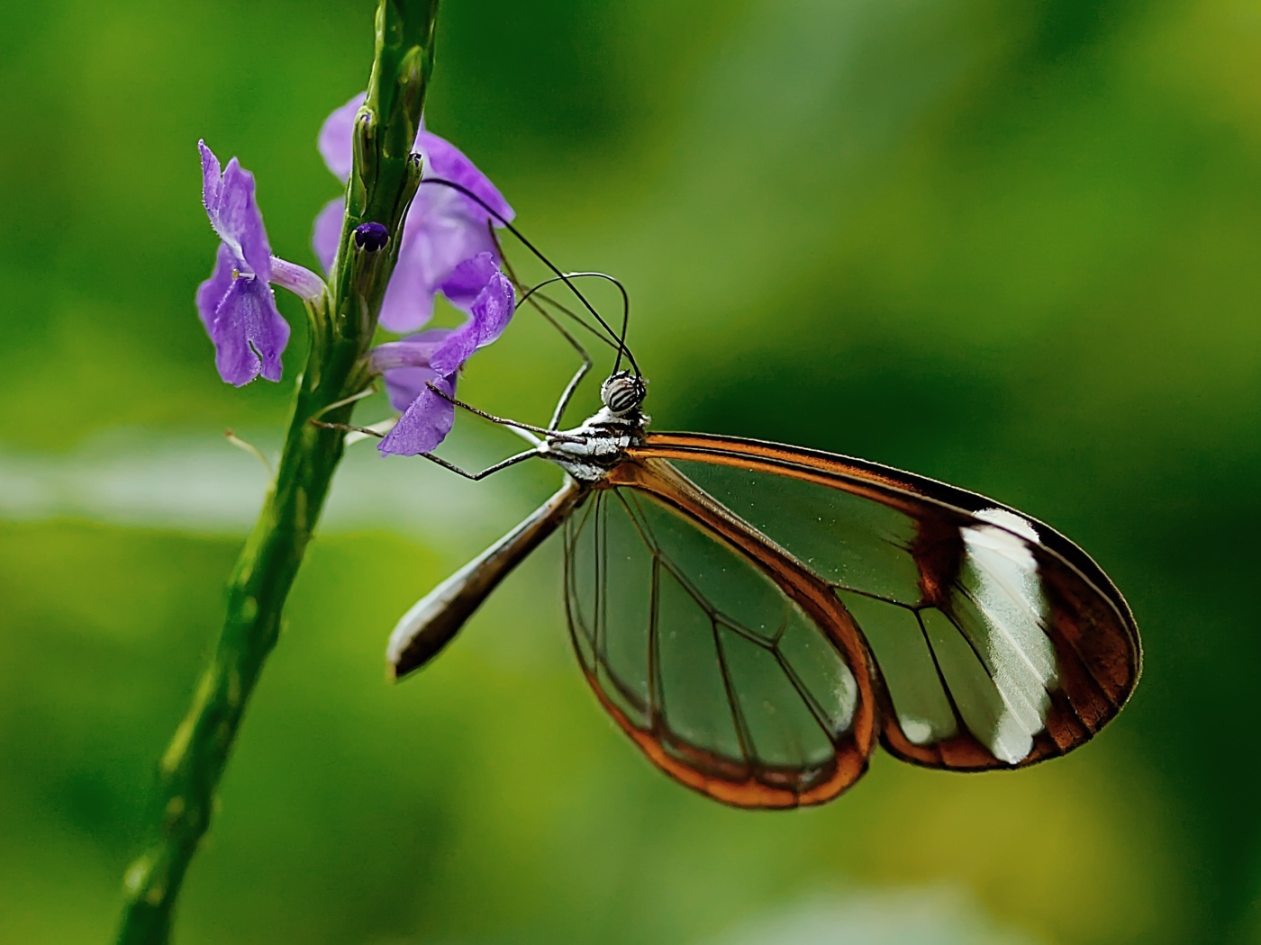 Бабочка с прозрачными крыльями сидит на цветке 