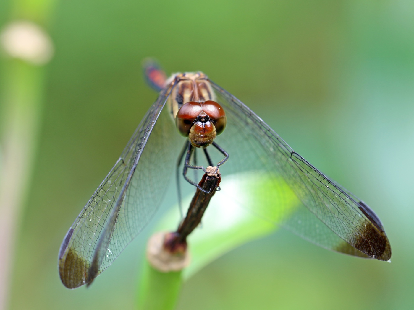 Стрекоза с прозрачными крыльями на ветке