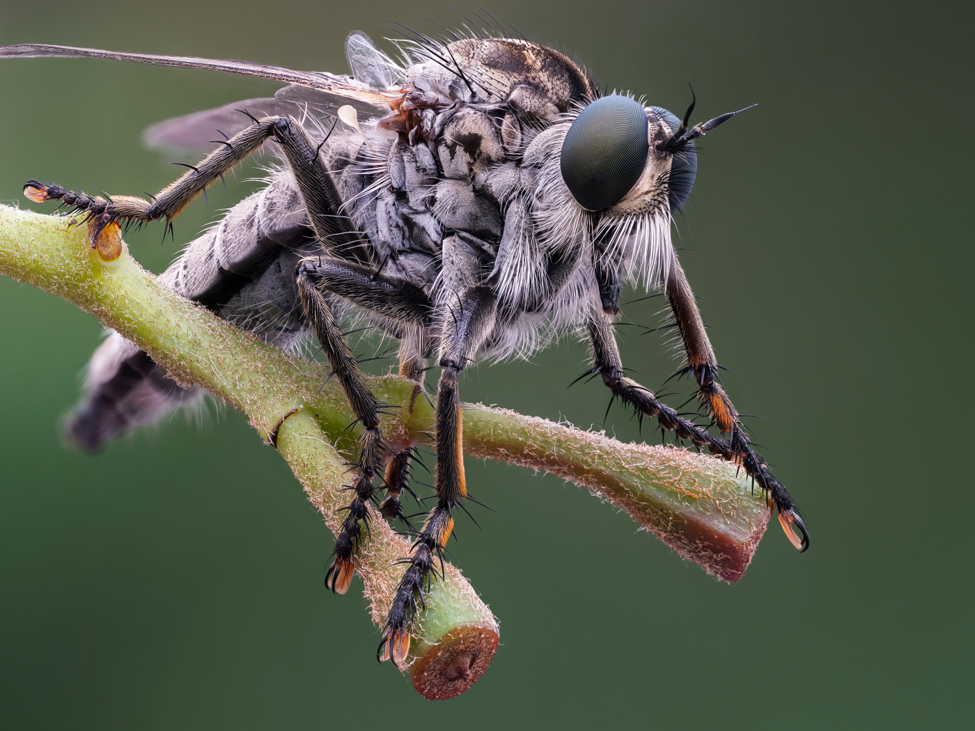 Муха крупным планом на ветке 