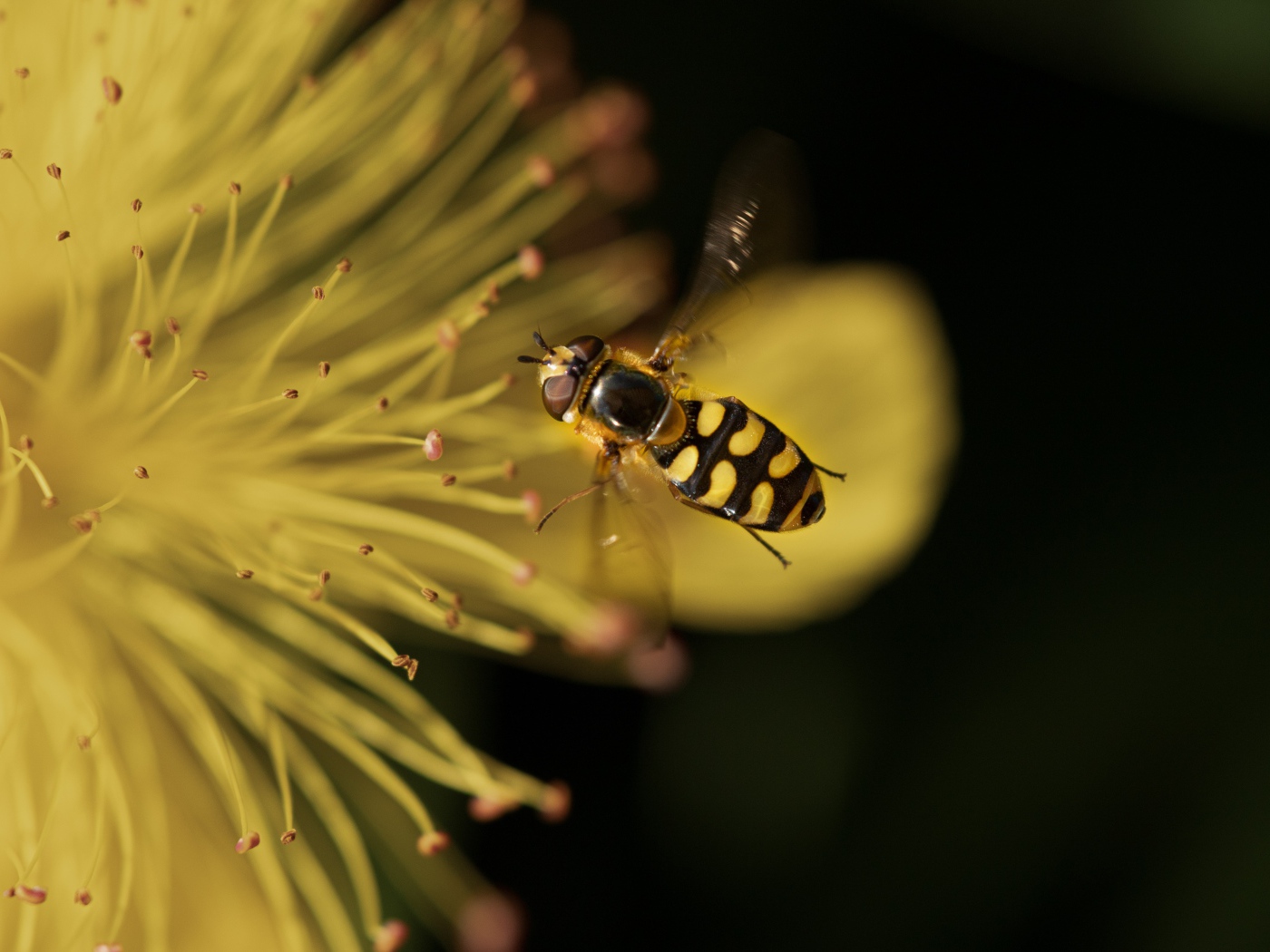 Муха журчалка у желтого цветка 