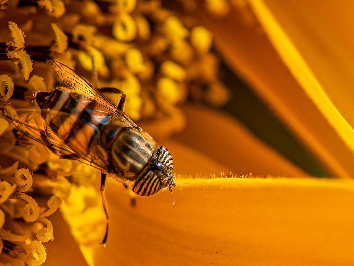Большая цикада сидит на желтом цветке 