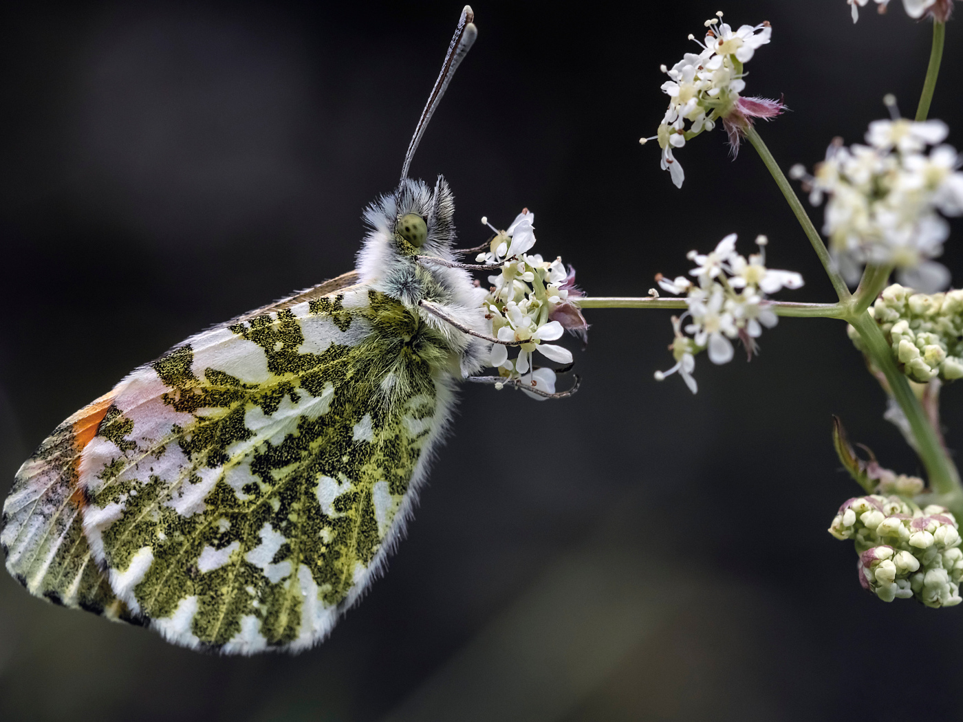 Зеленая бабочка сидит на  белом цветке 