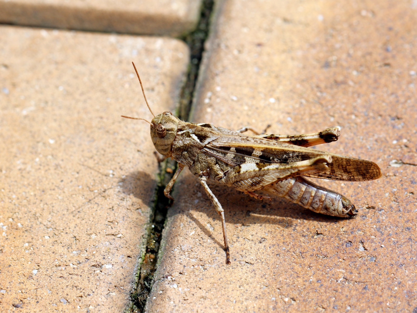 Большой серый кузнечик на плитке