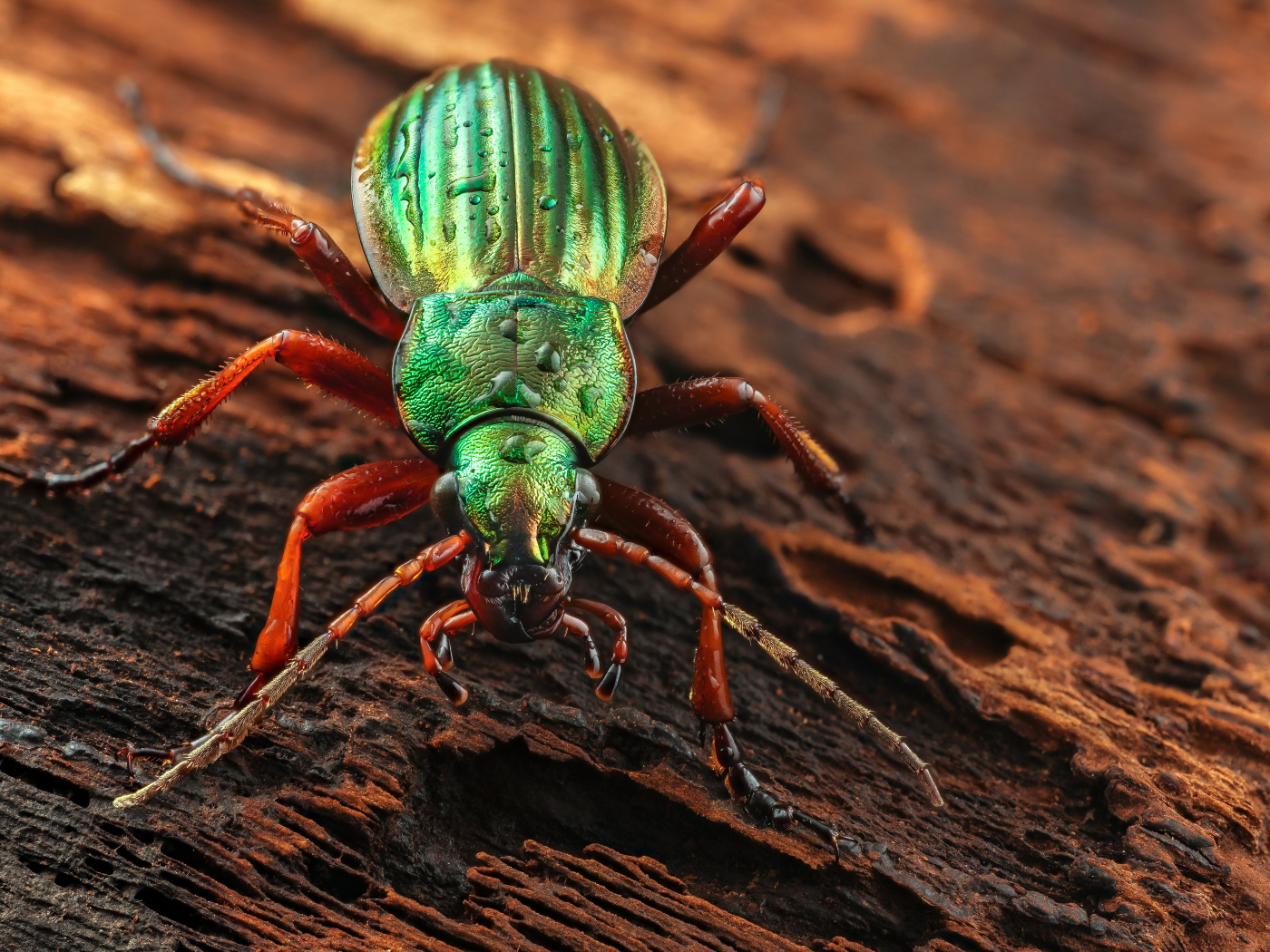 Большой зеленый жук Жужелица сидит на коряге