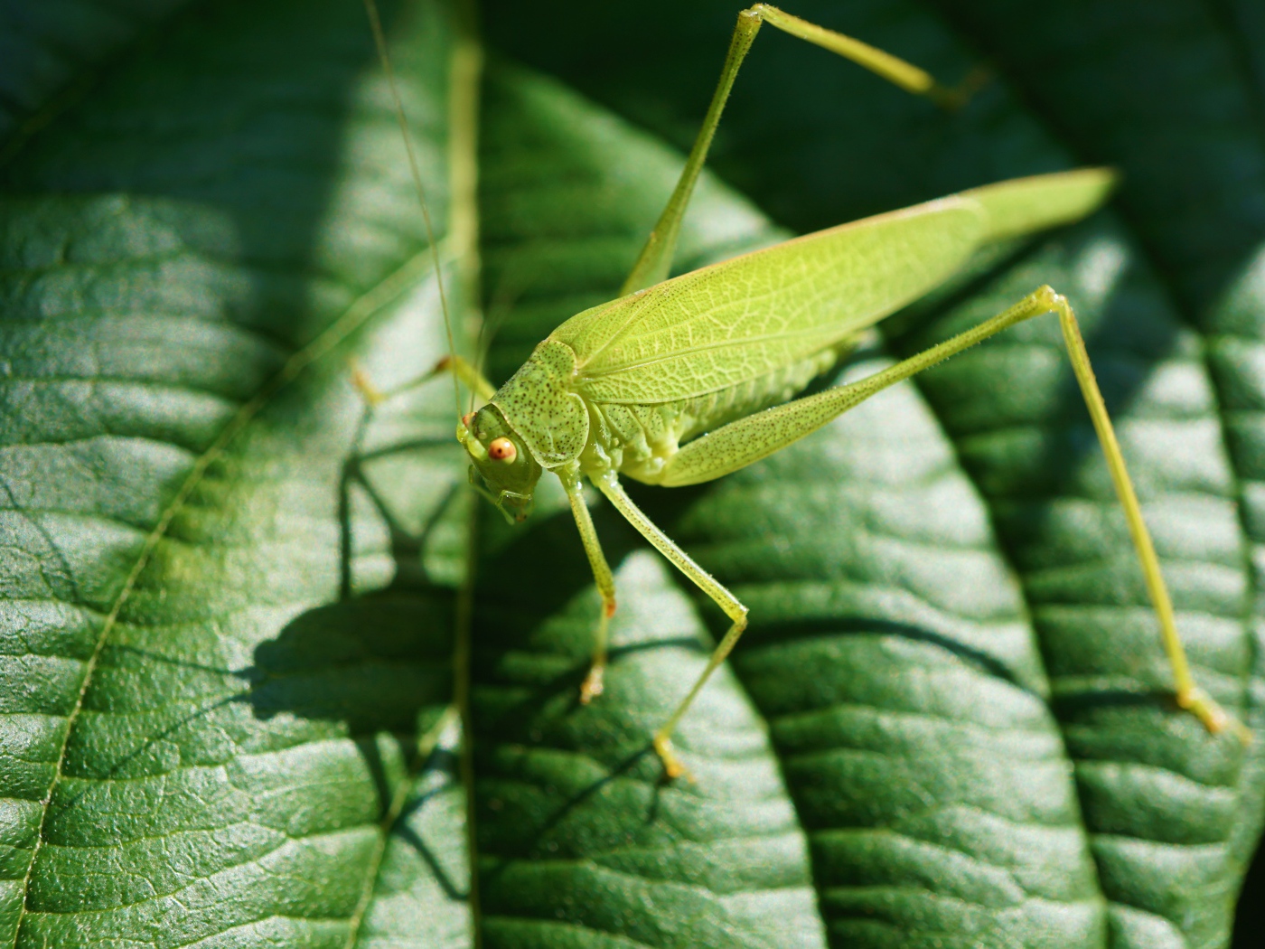 Почему кузнечик зеленый. Крупное зеленое насекомое. Большой зеленый кузнечик. Зелёныйкузнечик листочек. Маленькие зеленые Кузнечики в парнике.