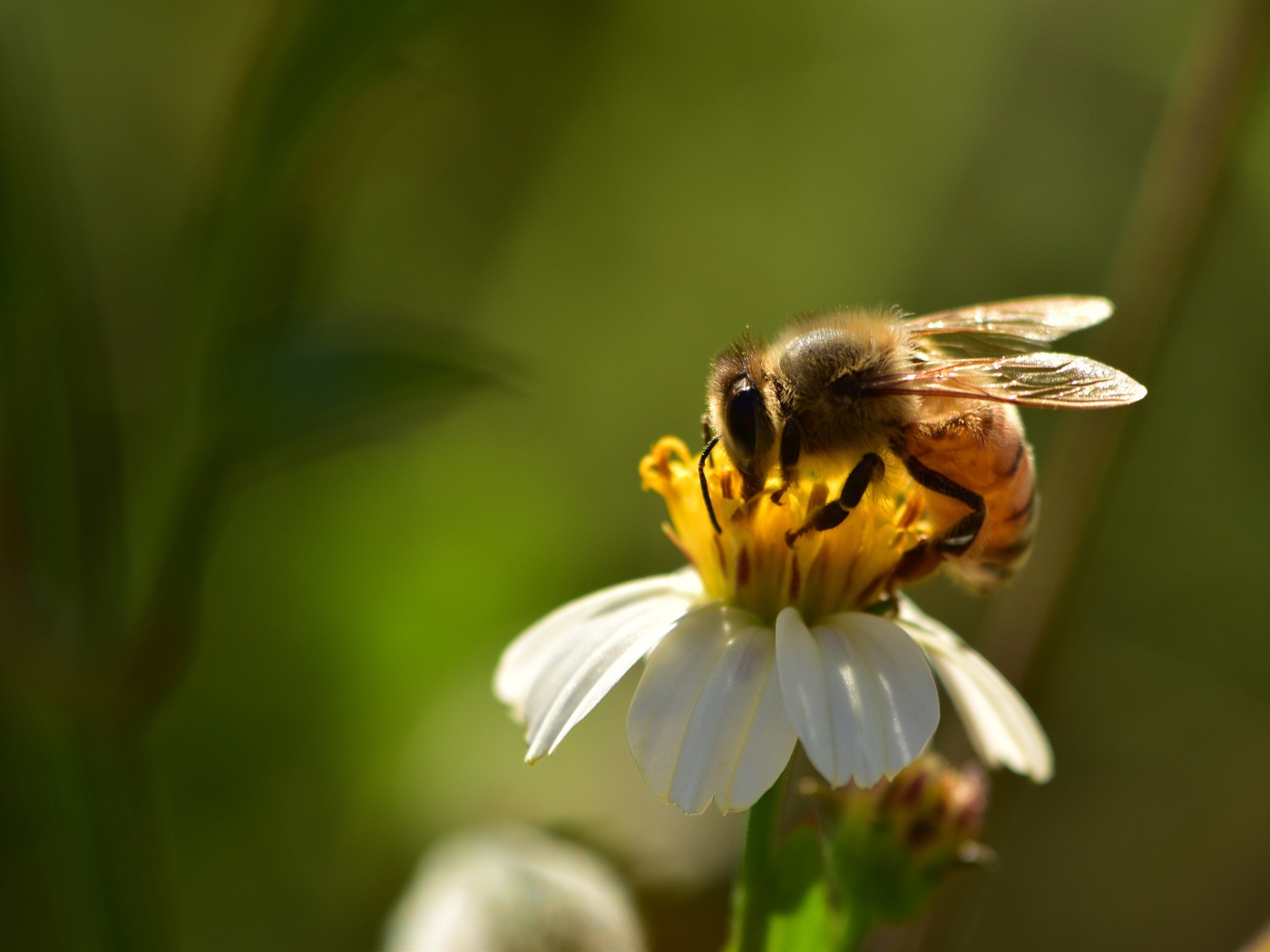 Маленькая пчела на белом цветке крупным планом