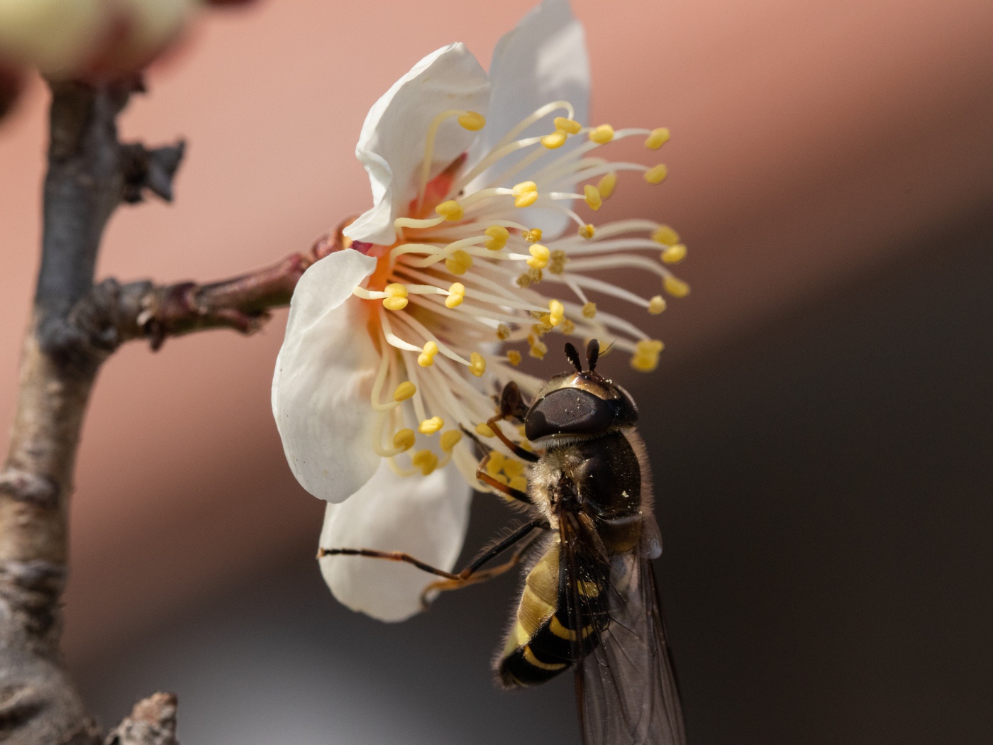 Маленькая пчела сидит на белом цветке весной 