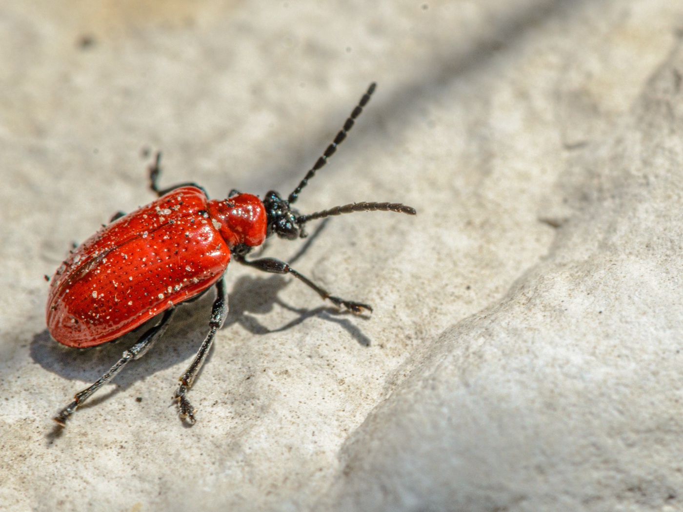 Красный клоп на камне крупным планом 