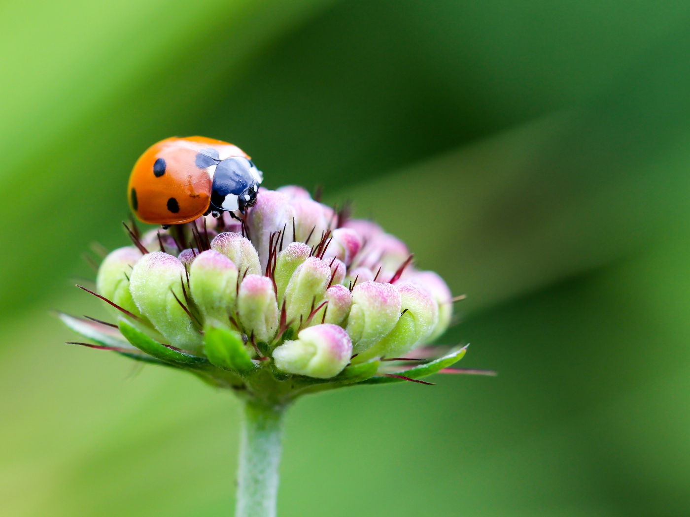 Красная божья коровка сидит на цветке на зеленом фоне