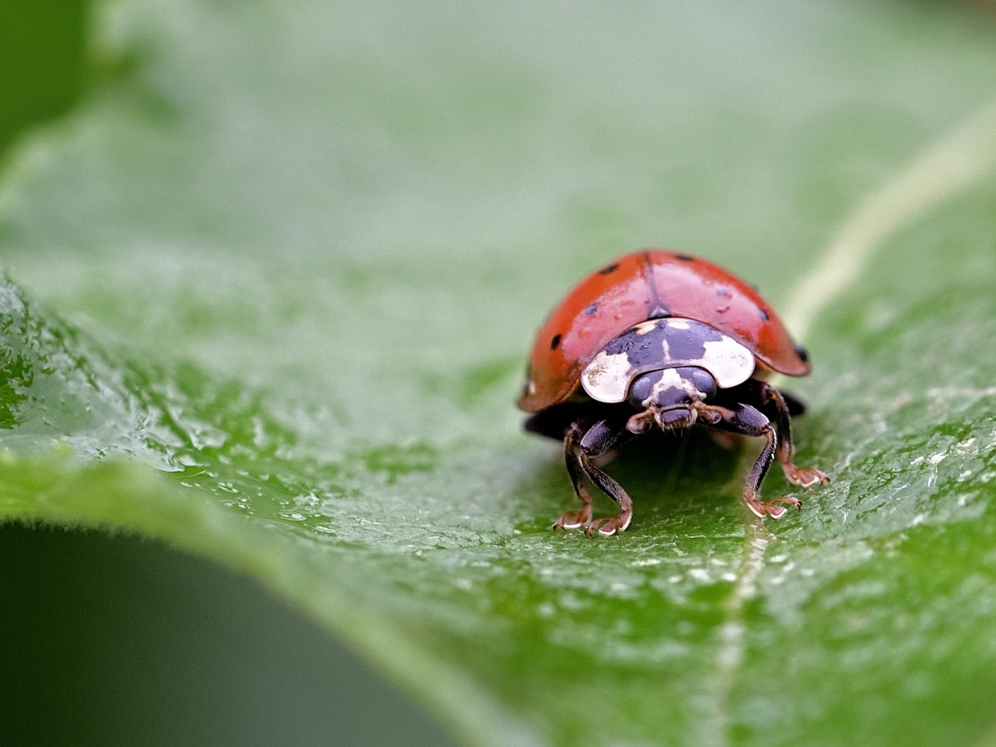 Красная божья коровка сидит на мокром листе 