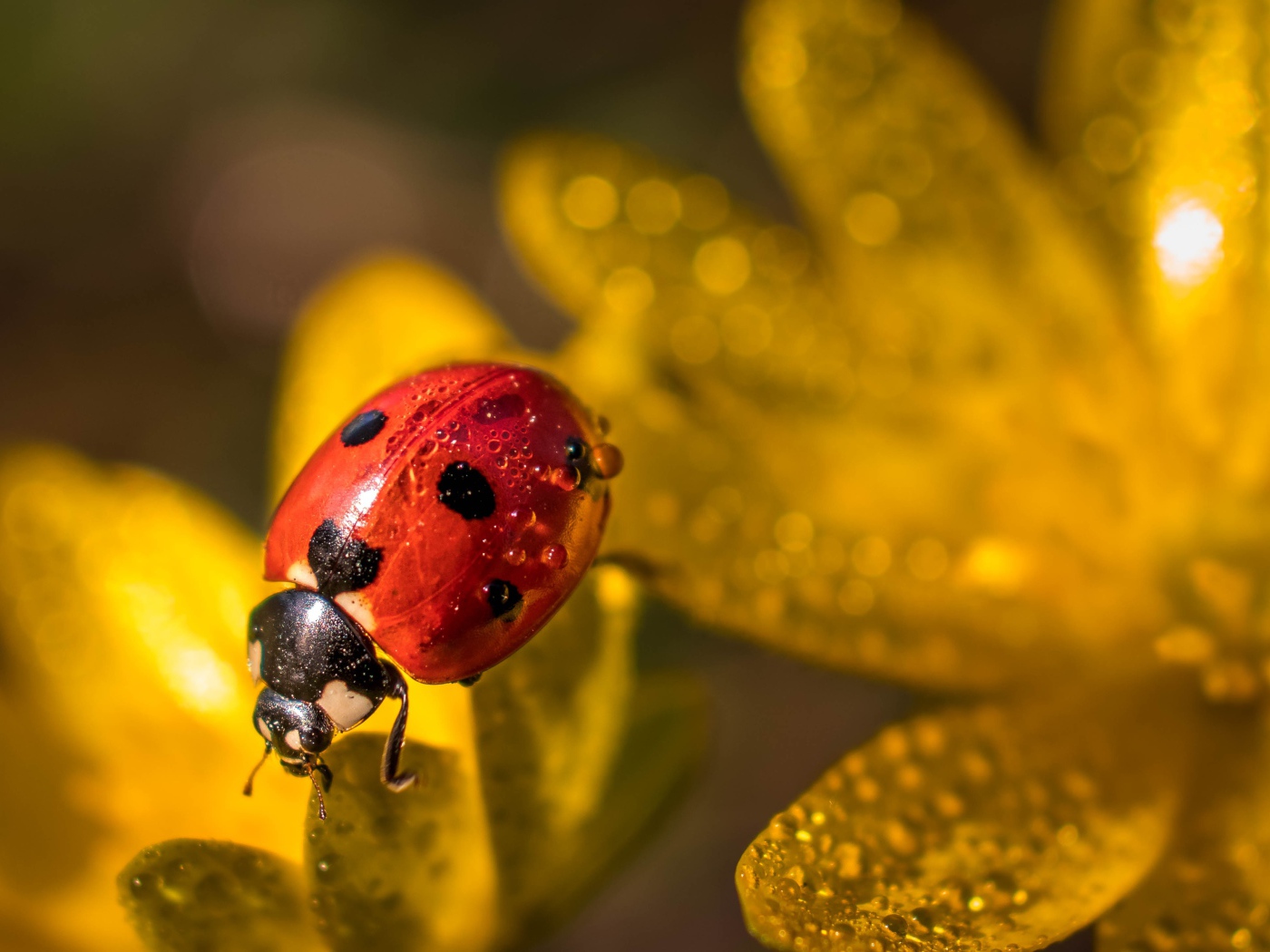 Красная божья коровка сидит на лепестках цветка