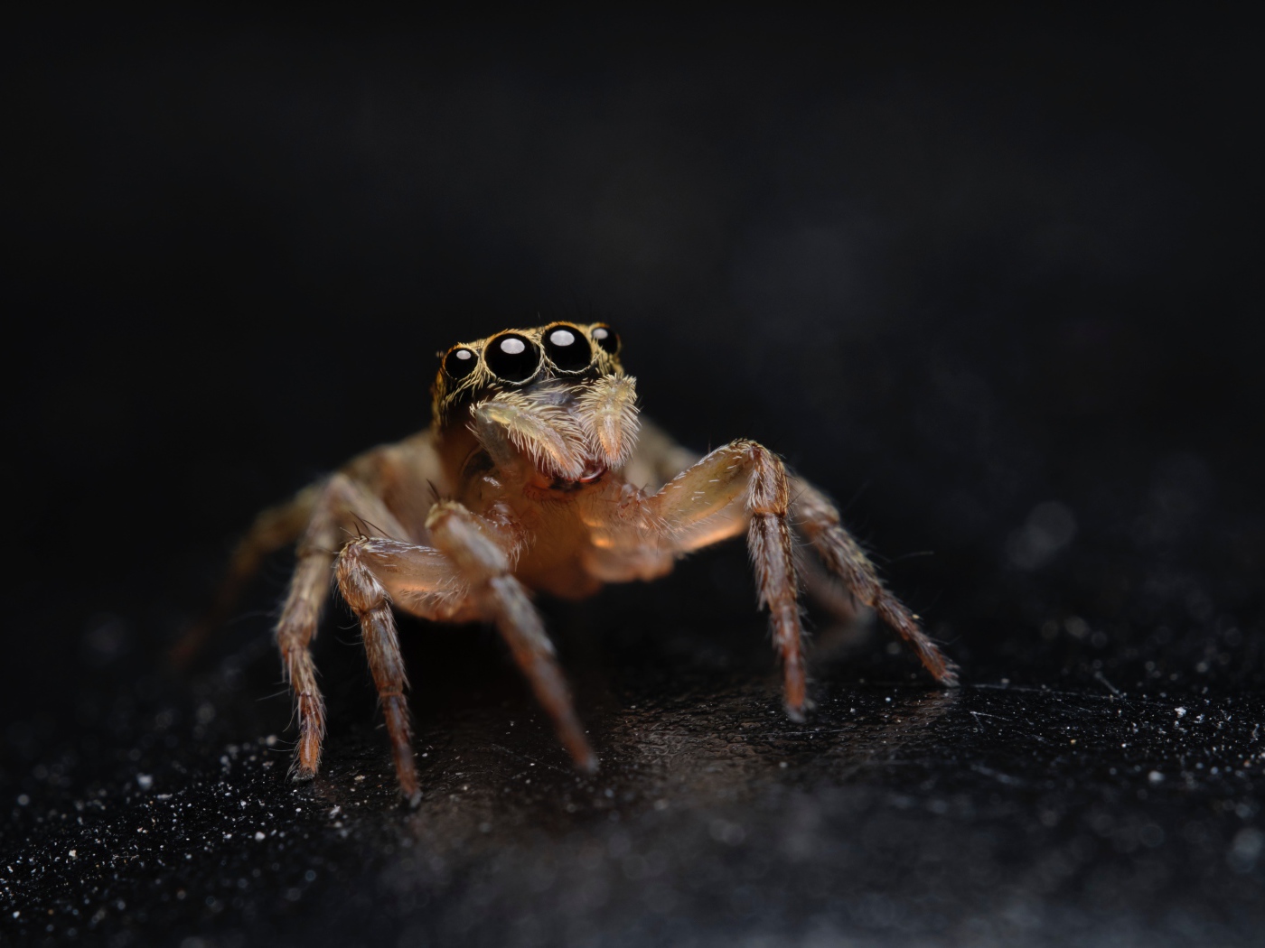 Паук с большими черными глазами крупным планом