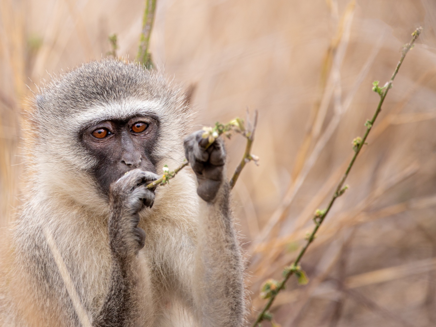 Обезьяна грызет ветку 