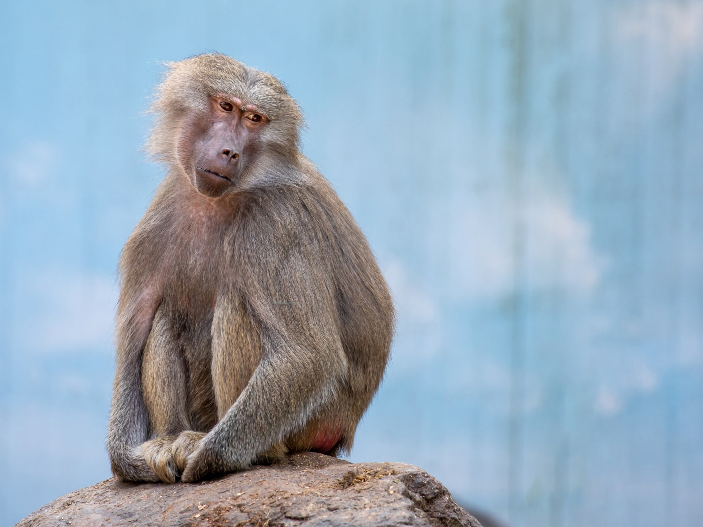 Грустная обезьяна сидит на камне в зоопарке 