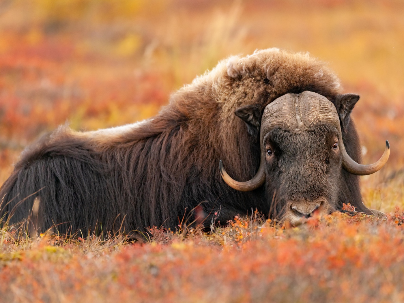 Большой овцебык лежит на траве