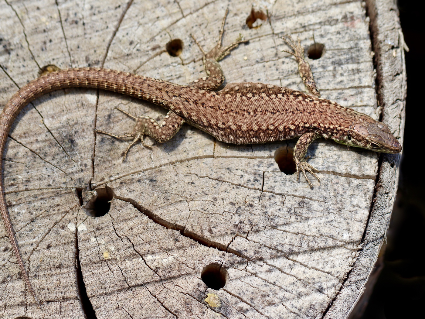 Beautiful lizard on an old tree stump