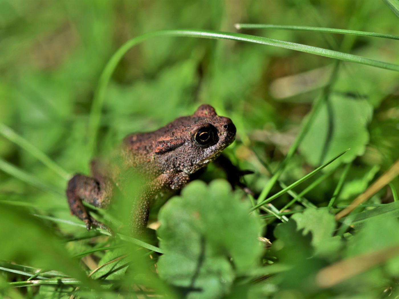 Big frog sitting in green grass