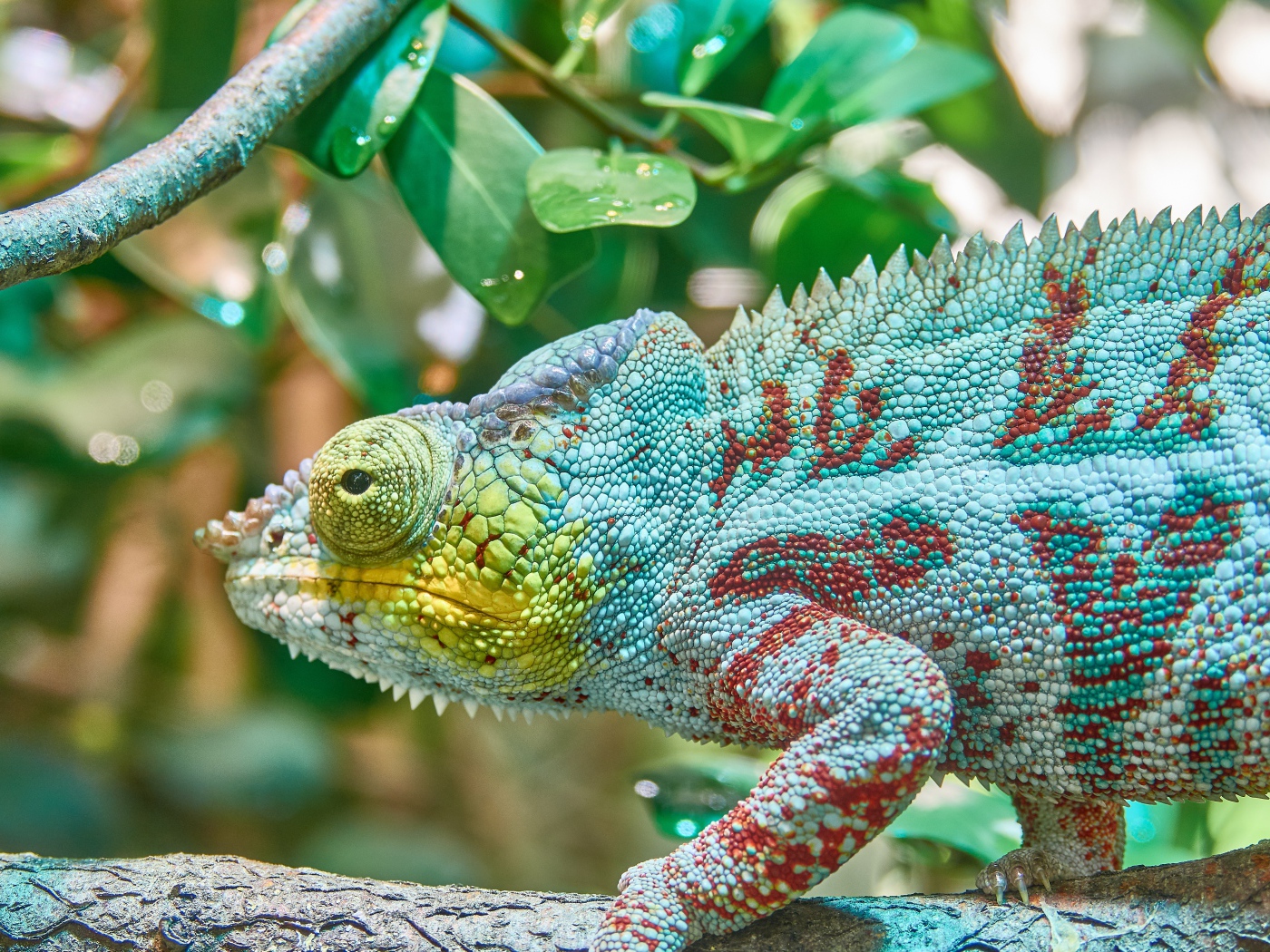 Голубая игуана сидит на ветке дерева